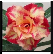 Load image into Gallery viewer, LOSMARY Desert Rose Adenium Obesum SMALL Rooted Seedling Plant