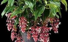 Load image into Gallery viewer, Florinilla "MAGIC" Medinilla Plant~Live Well Rooted STARTER Plant~ VERY RARE