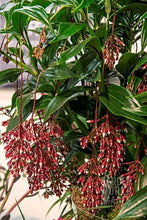 Load image into Gallery viewer, Florinilla "MAGIC" Medinilla Plant~Live Well Rooted STARTER Plant~ VERY RARE