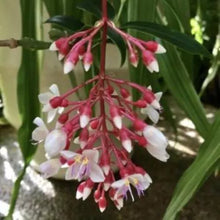 Load image into Gallery viewer, Florinilla "MAGIC" Medinilla Plant~Live Well Rooted STARTER Plant~ VERY RARE