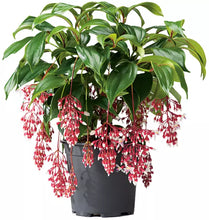 Load image into Gallery viewer, Florinilla "MAGIC" Medinilla Plant~Live Well Rooted STARTER Plant~ VERY RARE