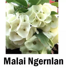 Load image into Gallery viewer, MALAI NGERN LAN**Crown Of Thorns-Euphorbia Milii CHRIST PLANT SMALL ROOTED STARTER PLANT