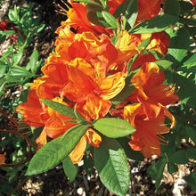 Load image into Gallery viewer, MANDARIN Azalea Rhododendron Hybrid~SMALL STARTER Plant (MAY BE DORMANT)