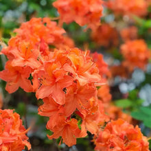 Load image into Gallery viewer, MANDARIN Azalea Rhododendron Hybrid~SMALL STARTER Plant (MAY BE DORMANT)