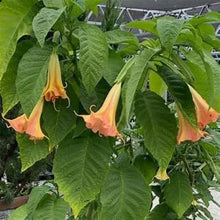 Load image into Gallery viewer, **MANGO CRUSH** Brugmansia Angel Trumpet Plant**Large Yellow/Orange Bloom