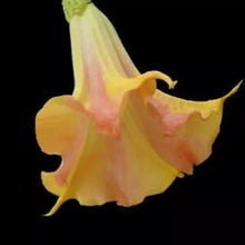 Load image into Gallery viewer, **MANGO CRUSH** Brugmansia Angel Trumpet Plant**Large Yellow/Orange Bloom