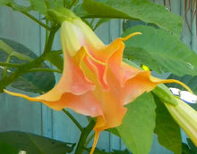 Load image into Gallery viewer, **MANGO CRUSH** Brugmansia Angel Trumpet Plant**Large Yellow/Orange Bloom