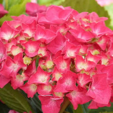 Load image into Gallery viewer, ~~MASJA~~Hydrangea Starter Plant~~blooms Deep Red to Deep Purple~~See all pics