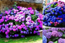 Load image into Gallery viewer, ~~MASJA~~Hydrangea Starter Plant~~blooms Deep Red to Deep Purple~~See all pics