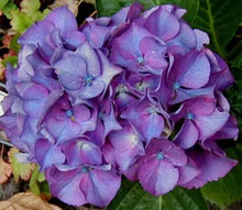 Load image into Gallery viewer, ~~MASJA~~Hydrangea Starter Plant~~blooms Deep Red to Deep Purple~~See all pics