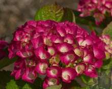 Load image into Gallery viewer, ~~MASJA~~Hydrangea Starter Plant~~blooms Deep Red to Deep Purple~~See all pics