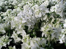 Load image into Gallery viewer, MAUNA KEA Live Well Rooted Bougainvillea STARTER plant