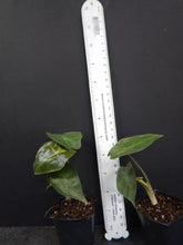 Load image into Gallery viewer, **MAYAN MASK**Elephant Ear**Alocasia**Rooted Starter Plants**USA SELLER**