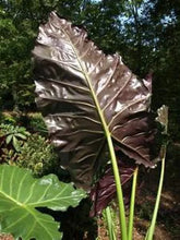 Load image into Gallery viewer, **MAYAN MASK**Elephant Ear**Alocasia**Rooted Starter Plants**USA SELLER**