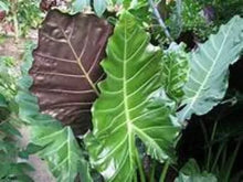 Load image into Gallery viewer, **MAYAN MASK**Elephant Ear**Alocasia**Rooted Starter Plants**USA SELLER**