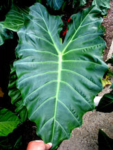 Load image into Gallery viewer, **MAYAN MASK**Elephant Ear**Alocasia**Rooted Starter Plants**USA SELLER**