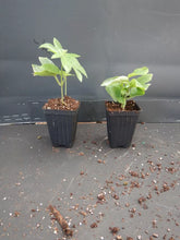 Load image into Gallery viewer, ~~MAYPOP PASSIFLORA~~Starter Plant~~Passiflora Incarnata~~BUTTERFLY HEAVEN!