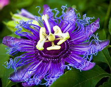 Load image into Gallery viewer, ~~MAYPOP PASSIFLORA~~Starter Plant~~Passiflora Incarnata~~BUTTERFLY HEAVEN!