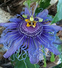 Load image into Gallery viewer, ~~MAYPOP PASSIFLORA~~Starter Plant~~Passiflora Incarnata~~BUTTERFLY HEAVEN!