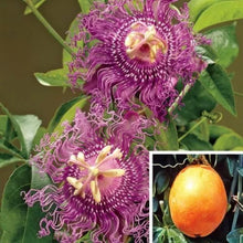 Load image into Gallery viewer, ~~MAYPOP PASSIFLORA~~Starter Plant~~Passiflora Incarnata~~BUTTERFLY HEAVEN!