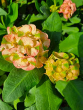 Load image into Gallery viewer, MEE LAB**Crown Of Thorns-Euphorbia Milii CHRIST PLANT SMALL ROOTED STARTER PLANT