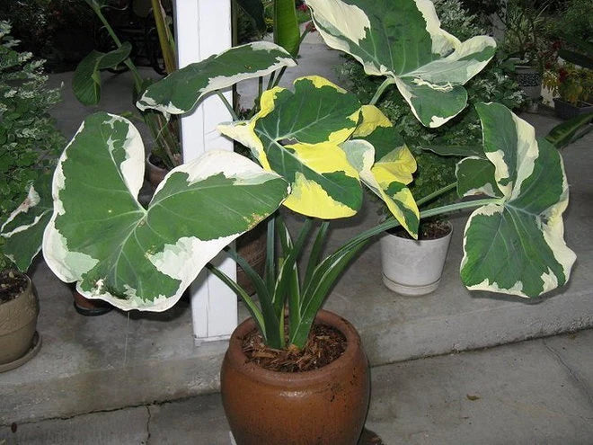 MICKEY MOUSE xanthosoma albo marginata variegated alocasia Elephant Ea –  Hope's Flower Garden