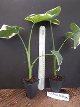 Load image into Gallery viewer, MICKEY MOUSE xanthosoma albo marginata variegated alocasia Elephant Ear Extremely Rare!