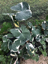 Load image into Gallery viewer, MICKEY MOUSE xanthosoma albo marginata variegated alocasia Elephant Ear Extremely Rare!