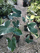 Load image into Gallery viewer, MICKEY MOUSE xanthosoma albo marginata variegated alocasia Elephant Ear Extremely Rare!