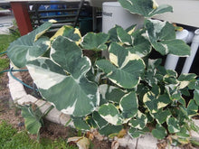 Load image into Gallery viewer, MICKEY MOUSE xanthosoma albo marginata variegated alocasia Elephant Ear Extremely Rare!