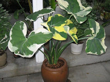 Load image into Gallery viewer, MICKEY MOUSE xanthosoma albo marginata variegated alocasia Elephant Ear Extremely Rare!