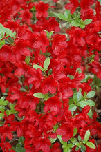 Load image into Gallery viewer, MIDNIGHT FLARE Azalea/Rhododendron Deciduous SMALL ROOTED Starter Plant