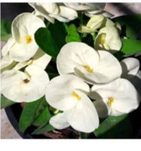 Load image into Gallery viewer, MILLIONAIRE MONEY**Crown Of Thorns-Euphorbia Milii CHRIST PLANT SMALL ROOTED STARTER PLANT
