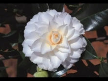Load image into Gallery viewer, **MISS BILOXI**Unique Bloom**Camellia Japonica-Live Starter Plant -USA SELLER