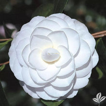Load image into Gallery viewer, **MISS BILOXI**Unique Bloom**Camellia Japonica-Live Starter Plant -USA SELLER