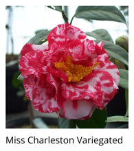 Load image into Gallery viewer, MISS CHARLESTON VARIEGATED Camellia Japonica-Starter Plant
