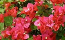 Load image into Gallery viewer, MISS MANILLA Live Well Rooted Bougainvillea STARTER plant