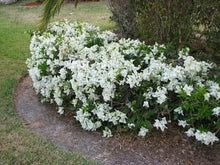 Load image into Gallery viewer, MS. ALICE Live Well Rooted Bougainvillea STARTER plant