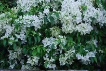 Load image into Gallery viewer, MS. ALICE Live Well Rooted Bougainvillea STARTER plant