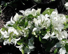 Load image into Gallery viewer, MS. ALICE Live Well Rooted Bougainvillea STARTER plant