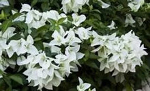 Load image into Gallery viewer, MS. ALICE Live Well Rooted Bougainvillea STARTER plant