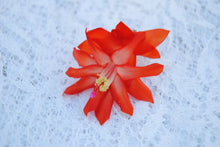 Load image into Gallery viewer, Malibu Christmas Cactus/Thanksgiving Cactus SchlumbergeraTruncata Rooted STARTER Plant (Copy)