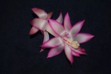 Load image into Gallery viewer, Mardi Gras Parade Christmas Cactus/Thanksgiving Cactus Schlumbergera Truncata Rooted STARTER Plant
