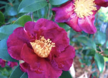 Load image into Gallery viewer, Midnight Lover~~Camellia Japonica Live STARTER Plant--VERY UNIQUE COLOR!