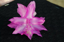 Load image into Gallery viewer, Miss Shimano Cactus/Thanksgiving Cactus Schlumbergera Truncata Rooted STARTER Plant