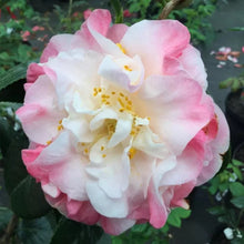 Load image into Gallery viewer, Mrs. Lyman Clarke~Camellia Japonica-Live Starter Plant-Highly Variable Blooms!