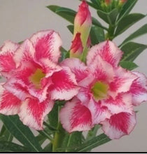 Load image into Gallery viewer, "NEW RAINBOW" Adenium Obesum Grafted Plant Desert Rose Plant *USA SELLER*