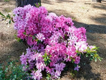 Load image into Gallery viewer, NORTH LAKE BEAUTY Azalea/Rhododendron Deciduous Starter Plant PINK STRIPED