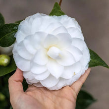 Load image into Gallery viewer, Nuccio's Gem~~Camellia Japonica-Live Starter Plant-Highly Variable Blooms!