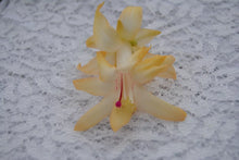 Load image into Gallery viewer, Nutbush City Limits Christmas Cactus/Thanksgiving Cactus Schlumbergera Truncata Rooted STARTER Plant